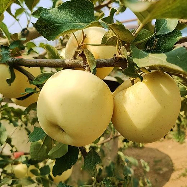 Пресни ябълки Golden Delicious