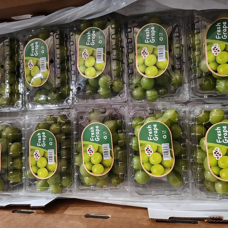 Избрано грозде Fresh Shine Muscat